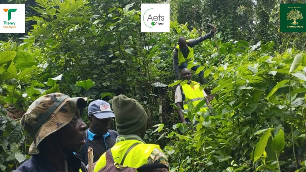 Équipes d’inventaire d’aménagement au travail avec AETS Afrique dans l’agroforêt de Tiapleu