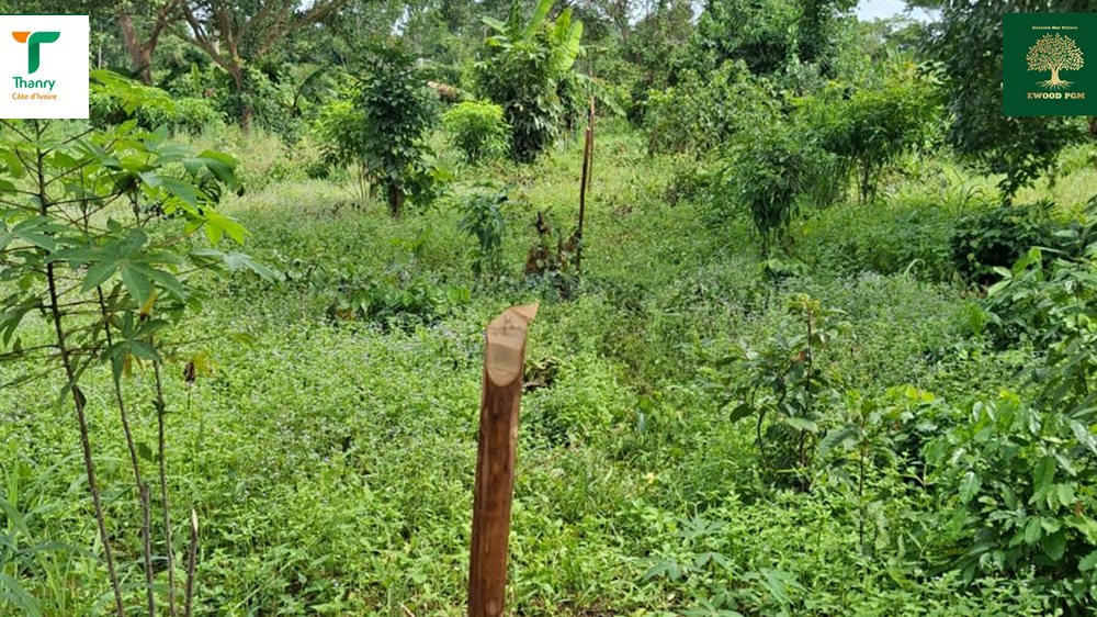 Ouverture et piquetage des layons pour la campagne de reboisement 2026, forêt classée de Tyonlé