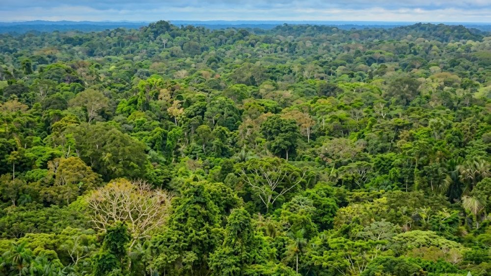 Dense tropical forest canopy seen from the air