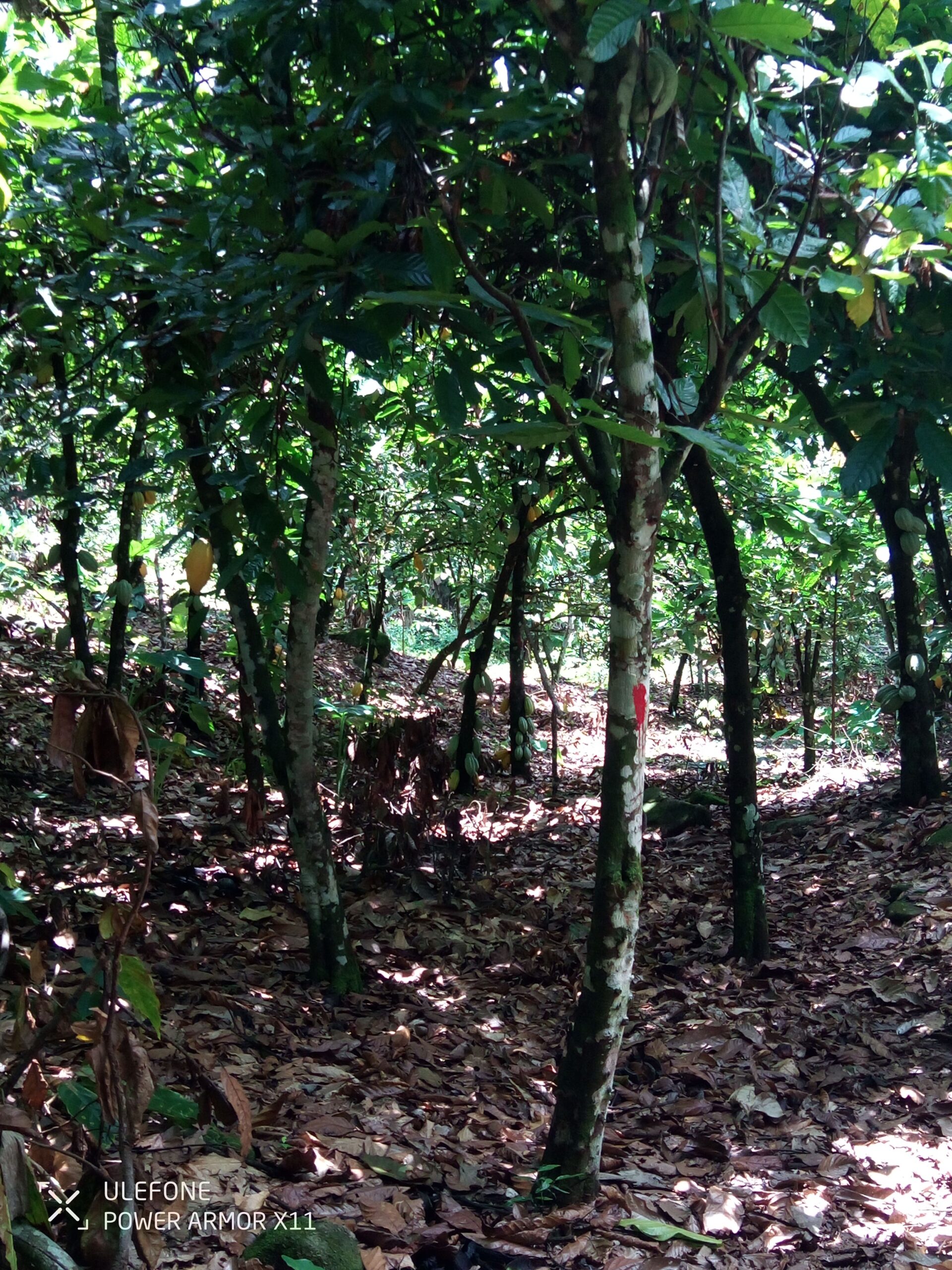 Limite Zone Reboissment1 Scaled