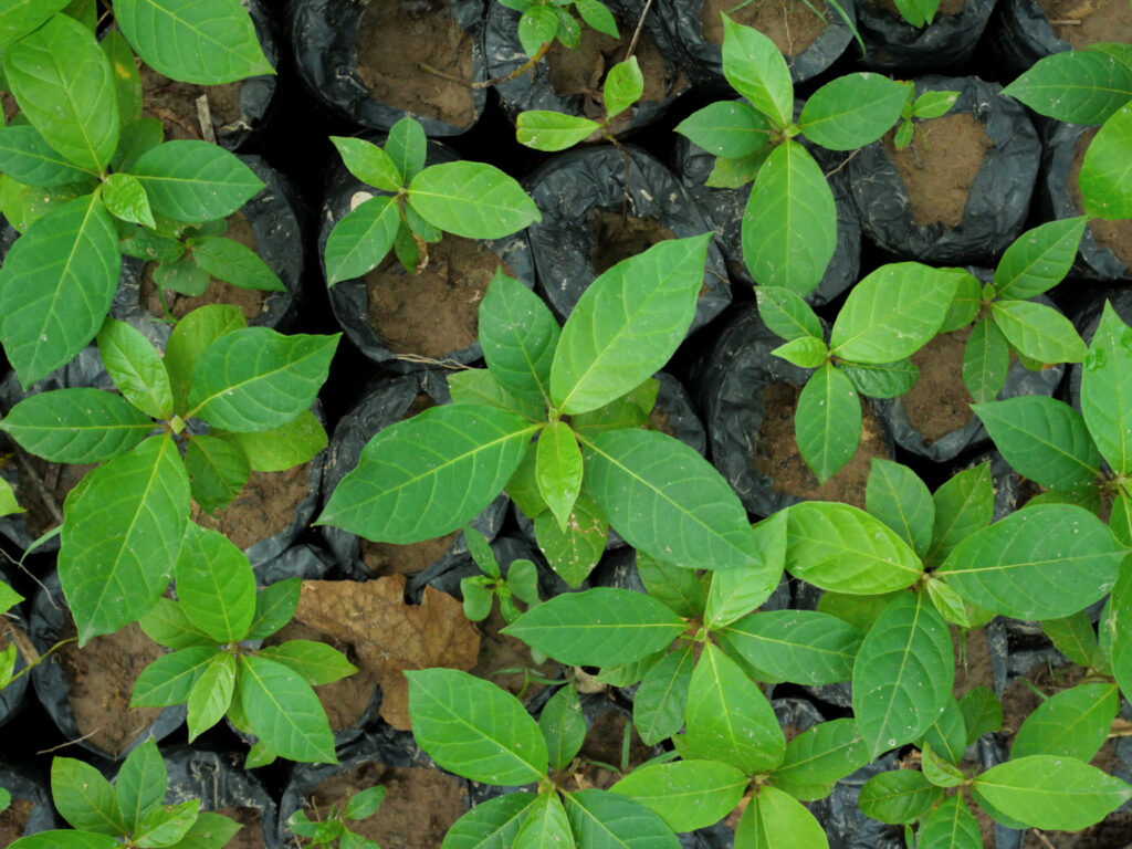 PHOTOS EWOOD 3 1024x768