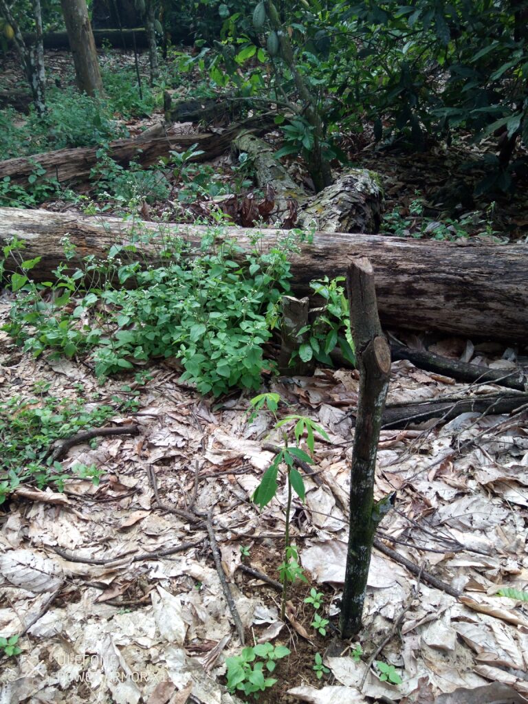 Plants SEFCA4 768x1024