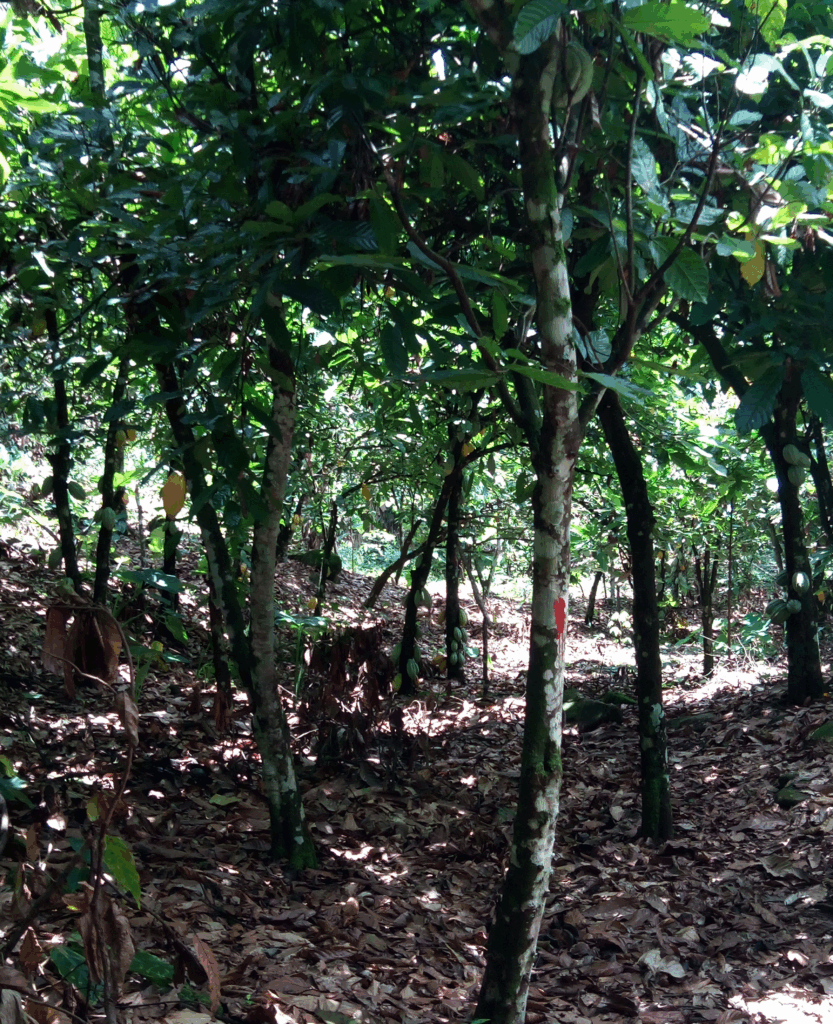 limite zone reboissment1