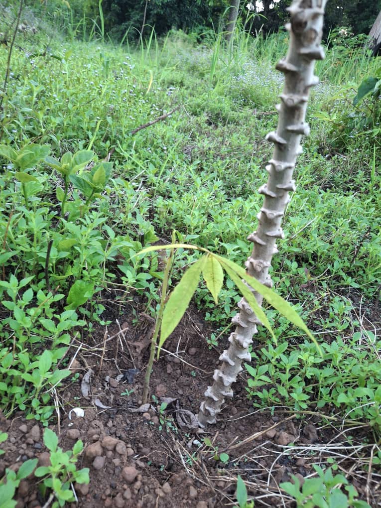 whatsapp image 2025 10 27 à 08.16.41 98f67478