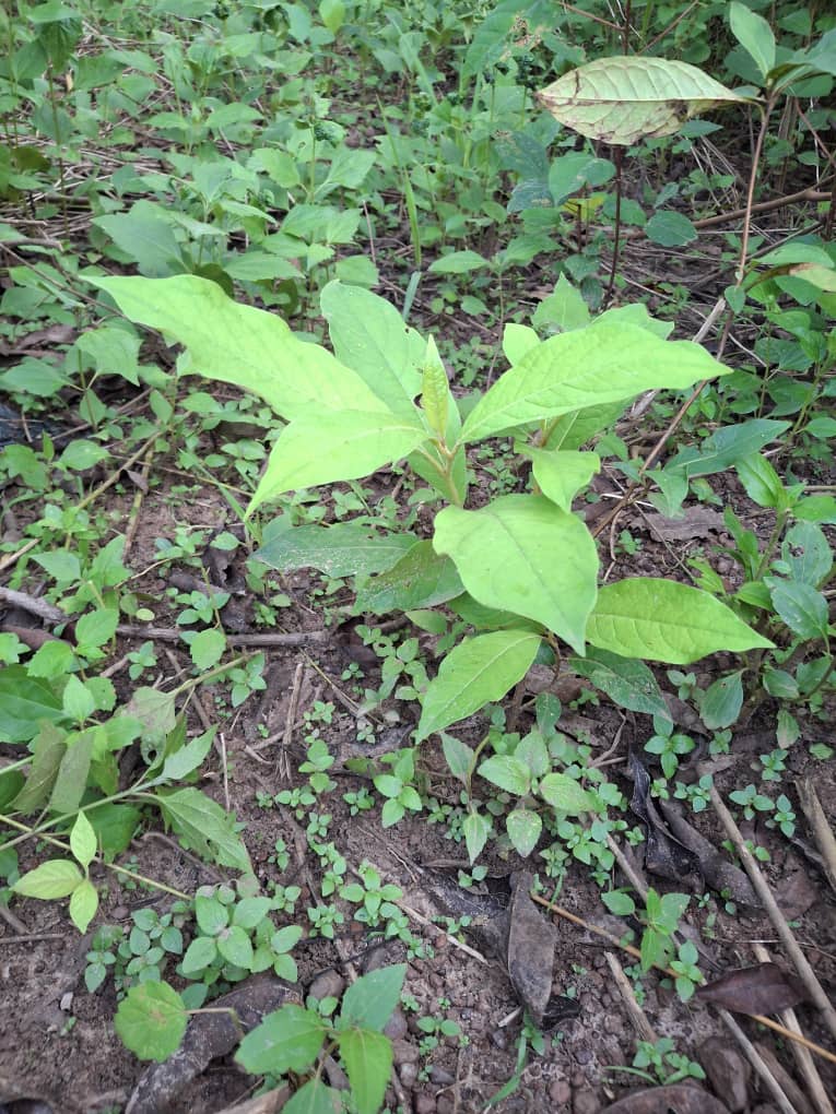 whatsapp image 2025 10 27 à 08.16.44 67fc1bf2