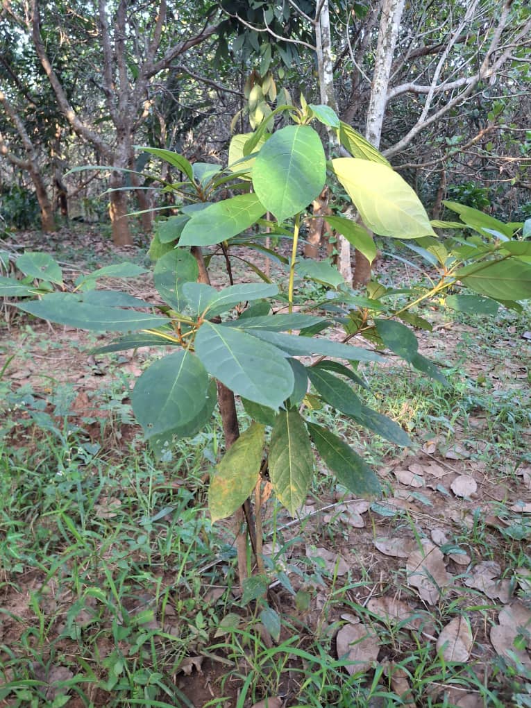 whatsapp image 2025 10 27 à 08.16.45 ddf6c65d