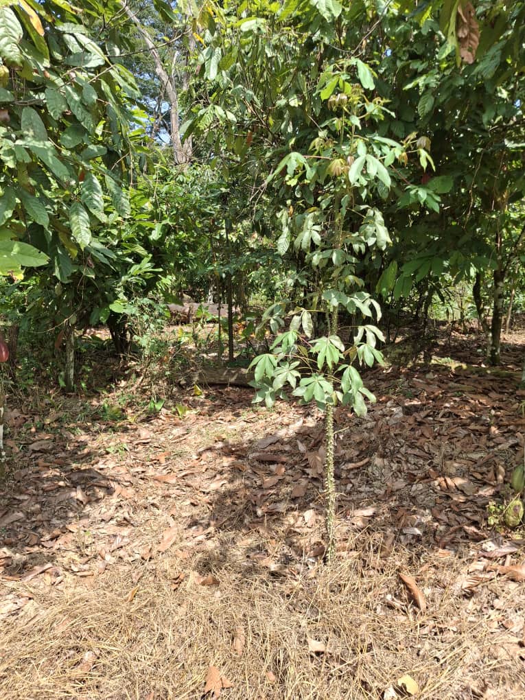 Agroforesterie EWOOD PGM