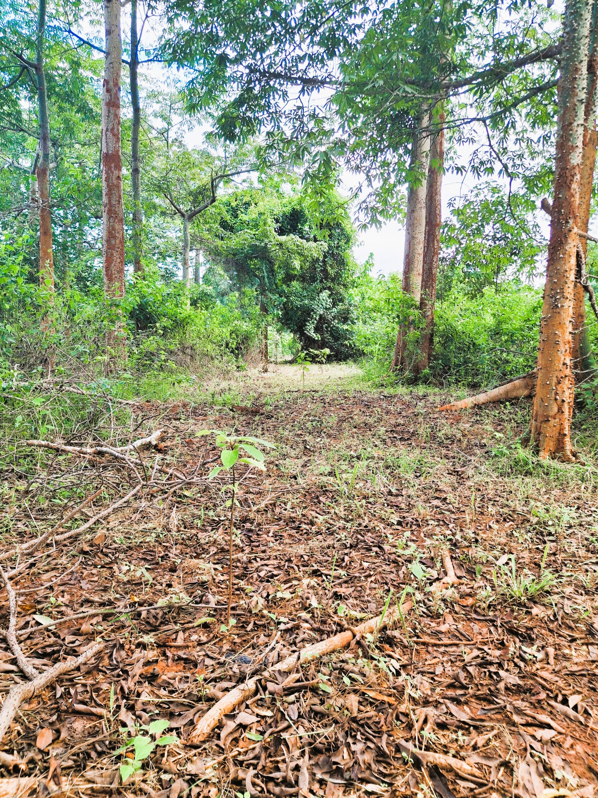 Plantation