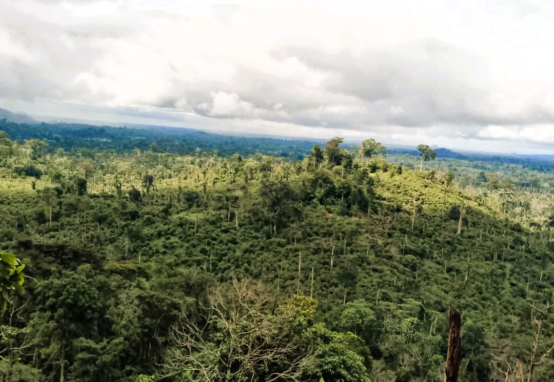 Forêt tropicale Côte d'Ivoire