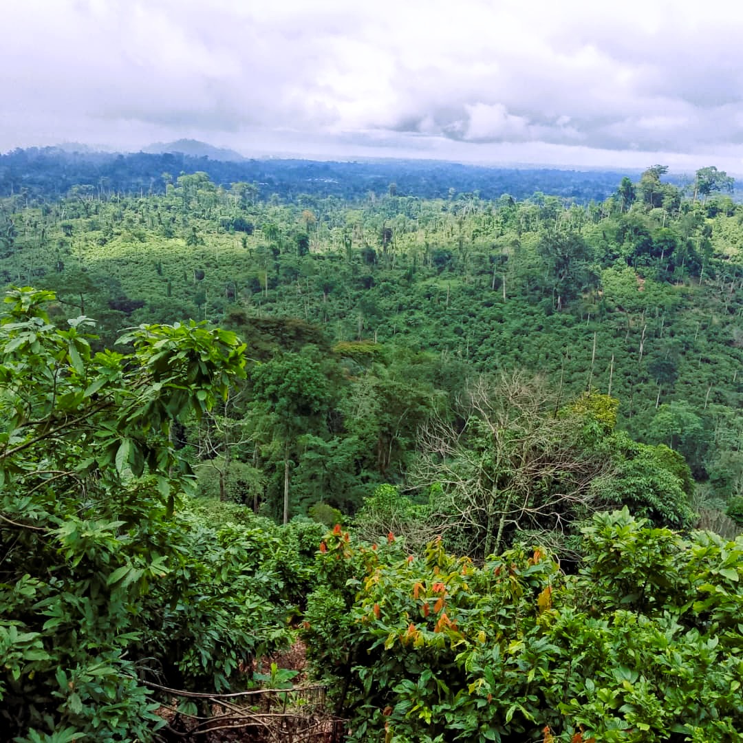 Forêt