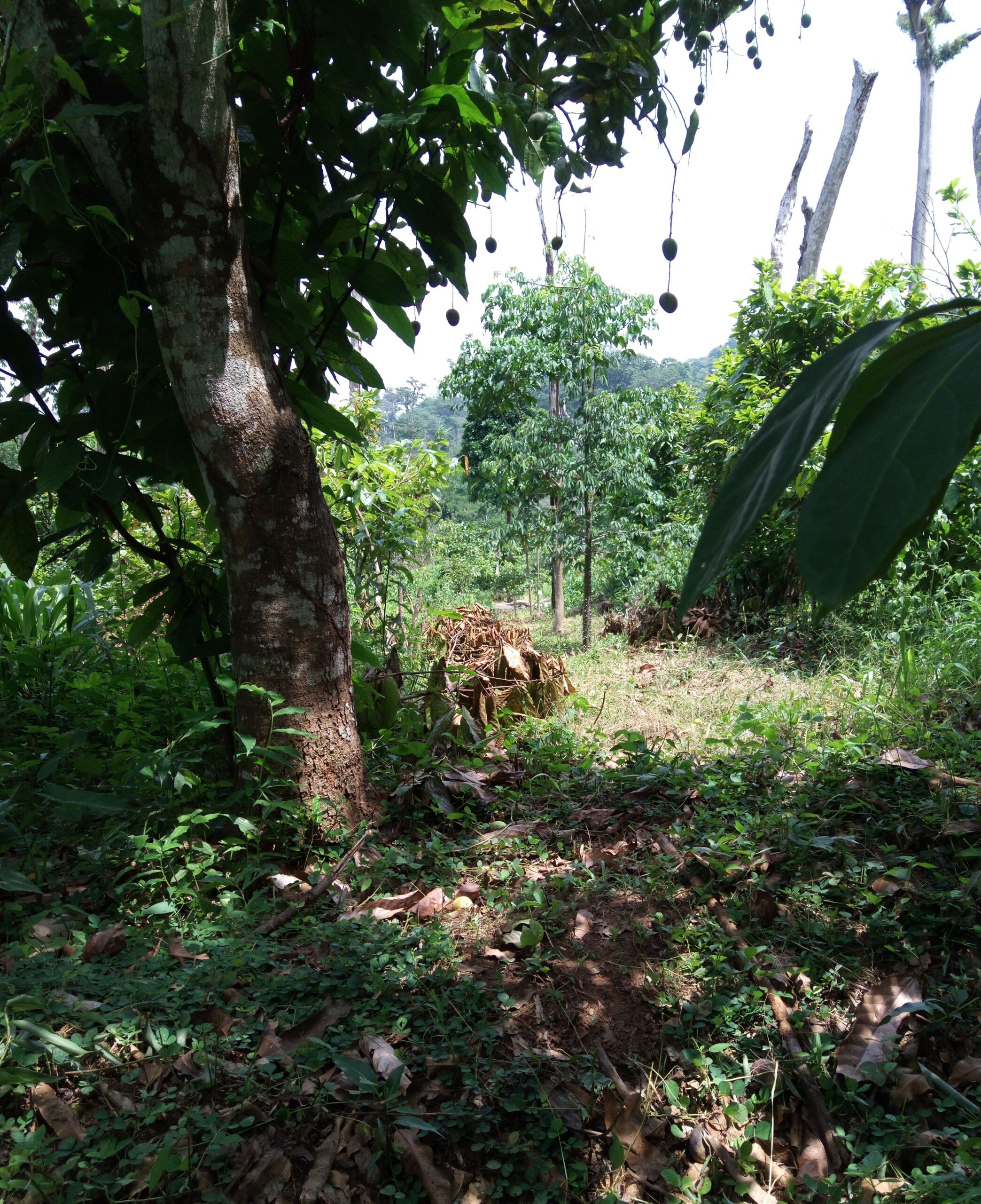 Sylviculture EWOOD PGM