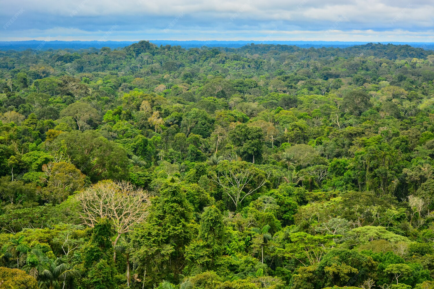 Forêt