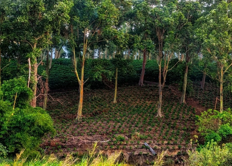 Reforestation — Tiapleu platform transformation
