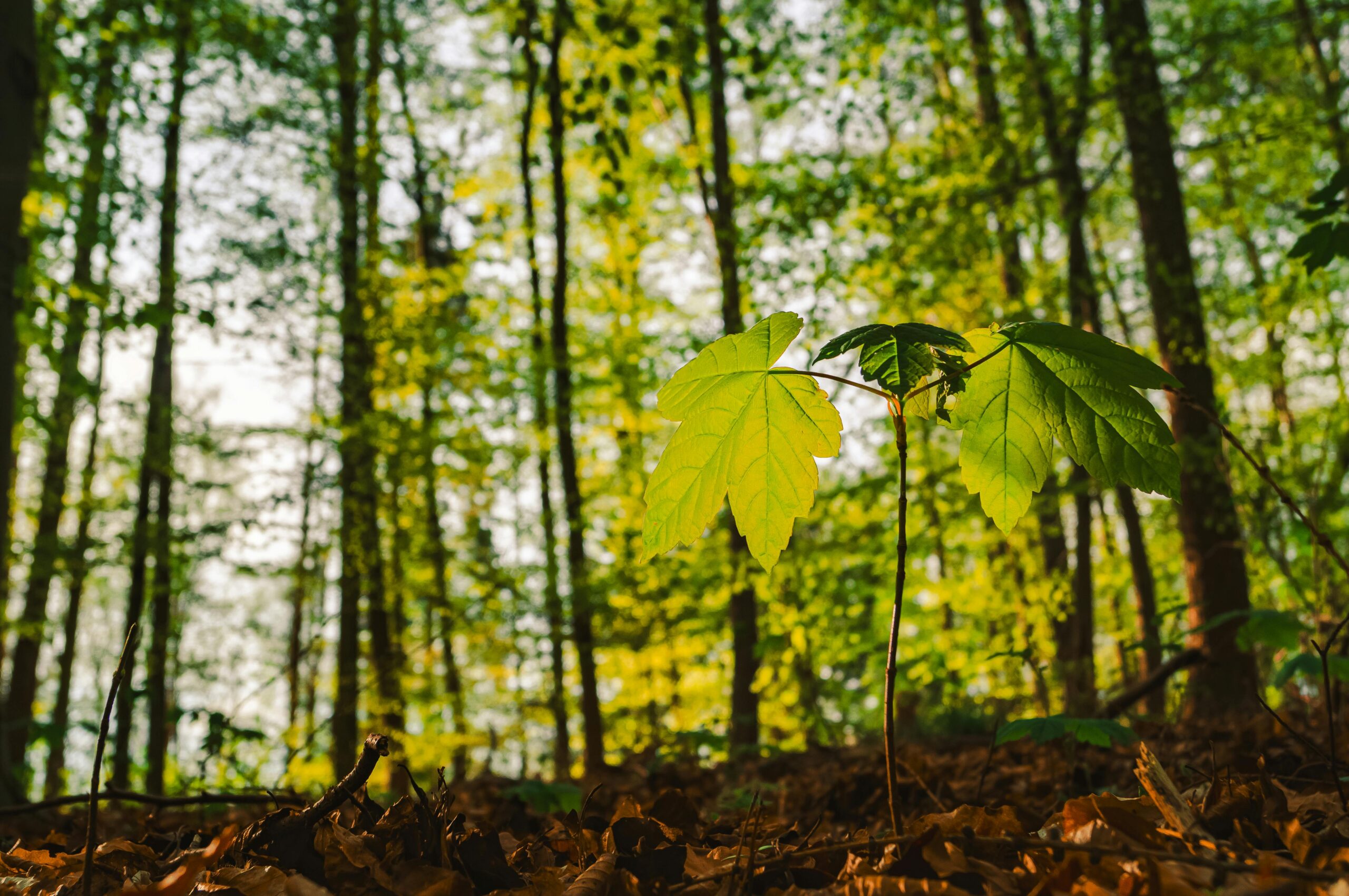 Verra Tiapleu reforestry project.