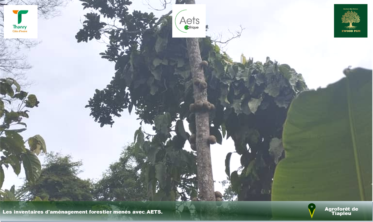 Strate forestière de l'Agro-Forêt de Tiapleu observée lors de l'inventaire