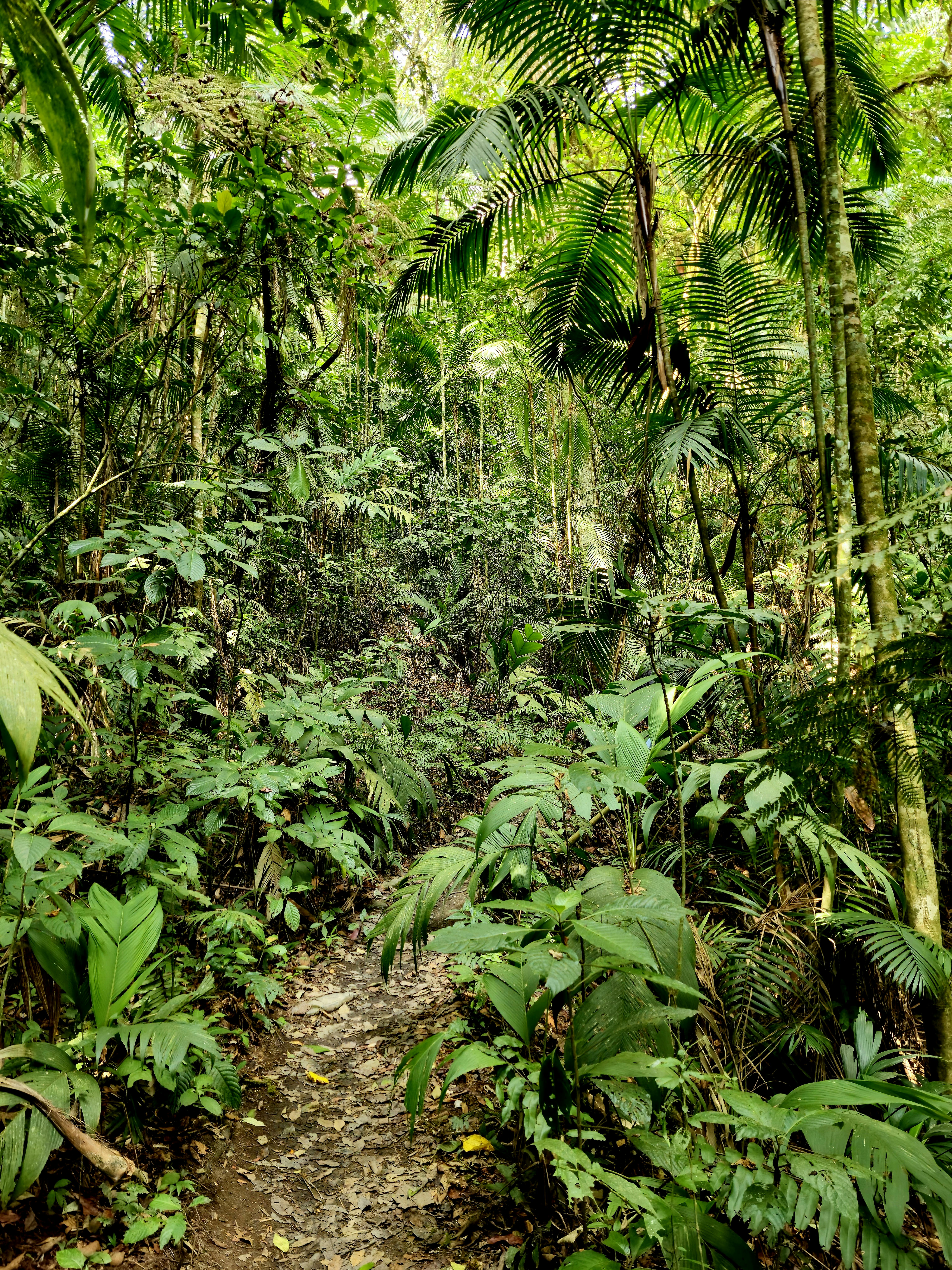 Guinea Forest biodiversity — Côte d'Ivoire
