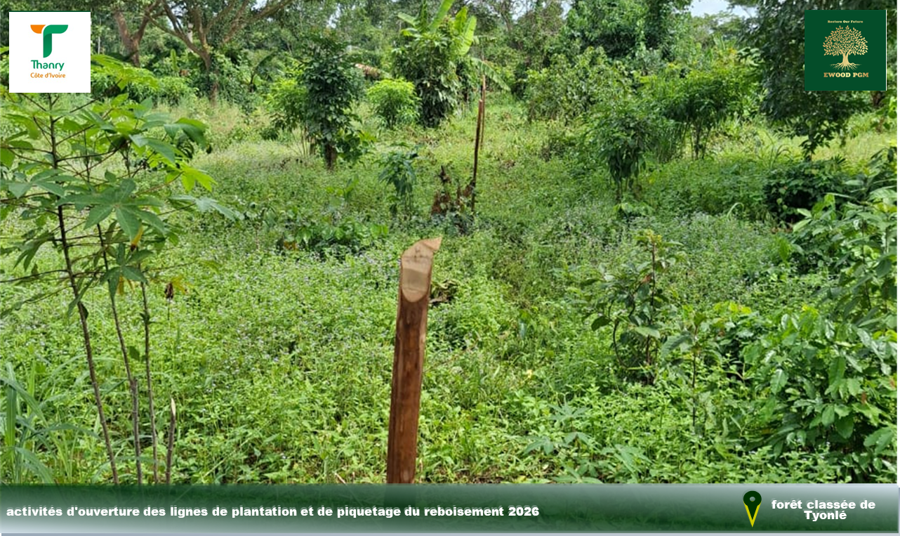EWOOD Tiapleu first planting season — field operations